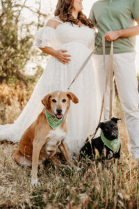 sunset maternity session in phoenix arizona with dogs